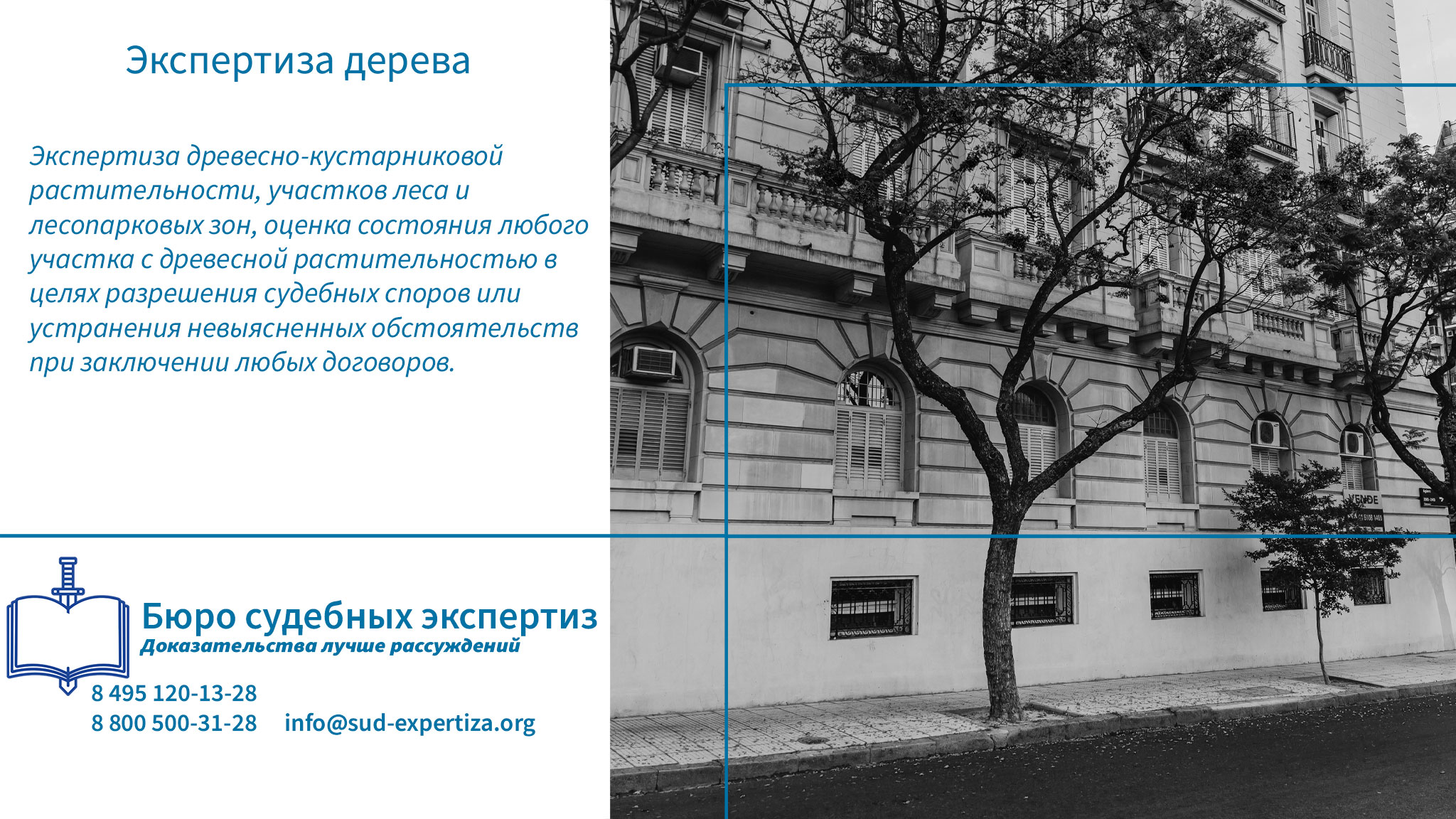 Экспертиза дерева. Проводим независимую дендрологическую экспертизу в интересах заказчика или экспертизу дерева по судебному определению.